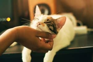 A hand of a person off-camera scratches under a cat's chin.