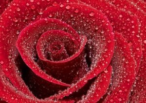 A close-up photo of the inner calyx of a red rose, covered in beads of dew.