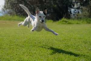 A picture of a dog in midair, leaping above a field of grass. The dog's shadow is on the ground below him.